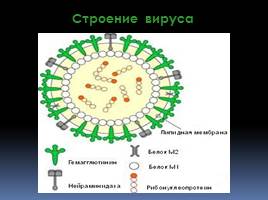 Вирус гриппа, слайд 7