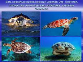 Морские черепахи, слайд 4