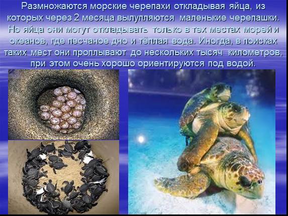 Презентация ученика «Морские черепахи»