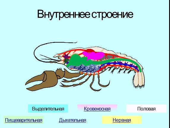 ГДЗ Стр. 52 Биология 8 класс Захаров Рабочая тетрадь
