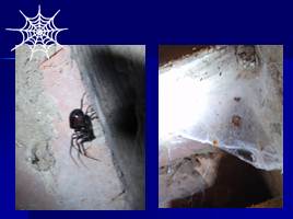 Исследовательская работа «Мир пауков», слайд 21