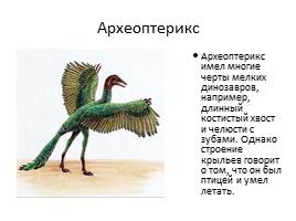 Международный День птиц, слайд 35