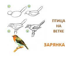 Рисуем птиц, слайд 9