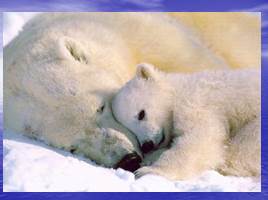 Белый медведь - живой символ Арктики, слайд 11
