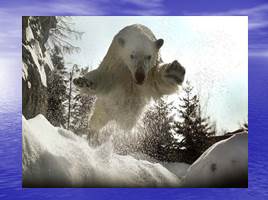 Белый медведь - живой символ Арктики, слайд 9