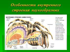 Класс Паукообразные, слайд 11