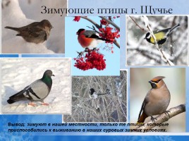 Проект «Помощь зимующим птицам», слайд 4
