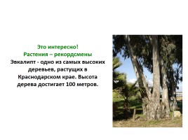 Деревья, кустарники, травы, слайд 41