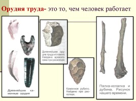 Древнейшие люди, слайд 12