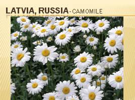 Flowers as symbols of different countries, слайд 13