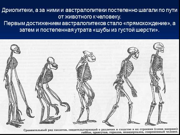 Презентация «Эволюция человека»