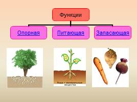 Виды корней - Типы корневых систем, слайд 7
