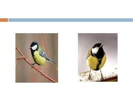 Кто такие птицы?, слайд 22