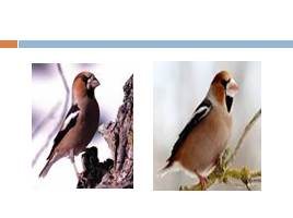 Кто такие птицы?, слайд 39