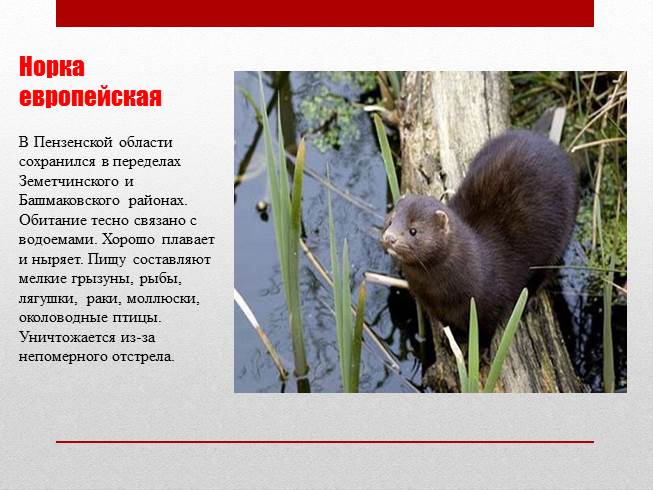 Презентация - Красная книга Пензенской области