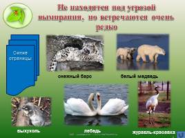 Охрана животных, слайд 8