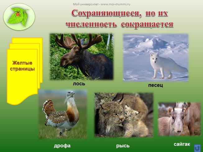 Презентация - Охрана животных