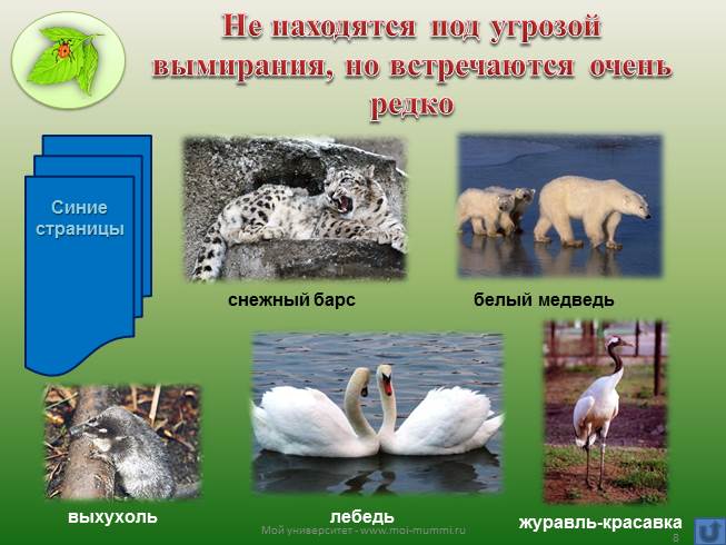 Презентация - Охрана животных