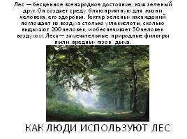 Экосистема леса, слайд 14