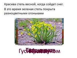 Степи - Растительность степи, слайд 6