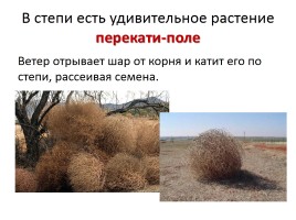 Степи - Растительность степи, слайд 9