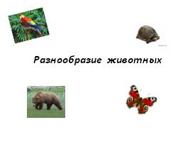 Разнообразие животных, слайд 1