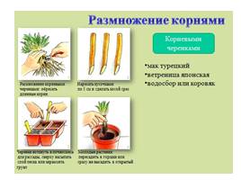 Размножение растений, слайд 3
