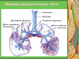 Урок биологии в 8 классе «Система органов дыхания человека», слайд 10