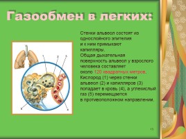 Урок биологии в 8 классе «Система органов дыхания человека», слайд 13