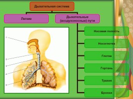 Урок биологии в 8 классе «Система органов дыхания человека», слайд 8