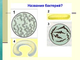 Бактерии, слайд 19