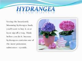 Hazardous houseplants - Ядовитые растения, слайд 10