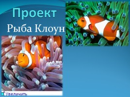 Проект ученицы 4 класса «Рыба Клоун», слайд 1