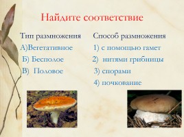 Плесневые грибы и дрожжи, слайд 3