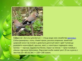 Птицы Нижегородской области, слайд 10