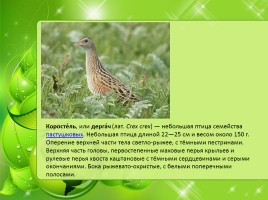 Птицы Нижегородской области, слайд 12