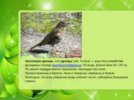 Птицы Нижегородской области, слайд 13