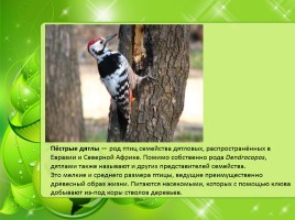 Птицы Нижегородской области, слайд 16
