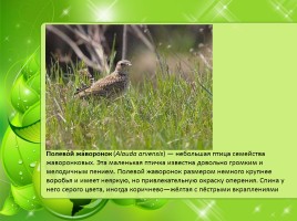 Птицы Нижегородской области, слайд 18