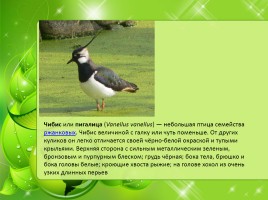 Птицы Нижегородской области, слайд 19