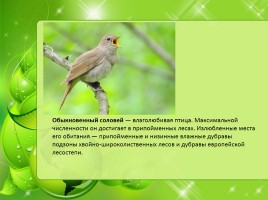Птицы Нижегородской области, слайд 29