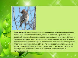 Птицы Нижегородской области, слайд 6
