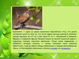 Птицы Нижегородской области, слайд 9