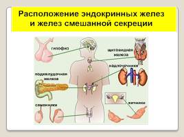 Эндокринная система человека, слайд 4