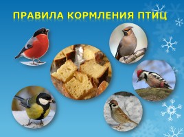 Как зимой помочь птицам?, слайд 12