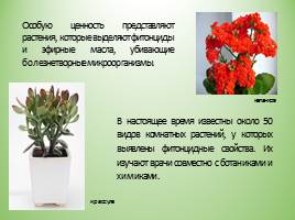 Комнатные растения, слайд 6