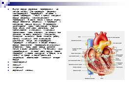 Сердечно-сосудистая система, слайд 4