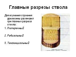 Строение древесины, слайд 3