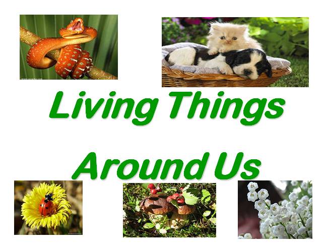 Living things around us