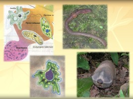 Урок биологии 5 класс «Три среды обитания», слайд 16
